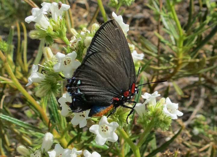 Great Purple Hairstreak